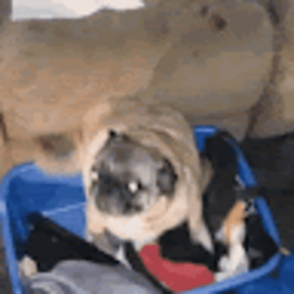 trustablepug